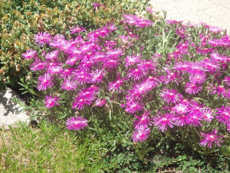 Delosperma